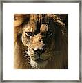 Lion Looking At Camera, Close-up Head And Shoulder Animal Portrait Framed Print