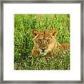 Lion, Ngorongoro Conservation Area Framed Print