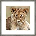 Lion Portrait Framed Print