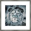 Lion Portrait In Monochrome Ii Framed Print