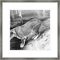 Lioness Black And White Framed Print