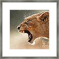Lioness Displaying Dangerous Teeth In A Rainstorm Framed Print