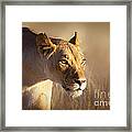 Lioness Portrait-1 Framed Print