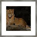 Lioness Portrait Framed Print