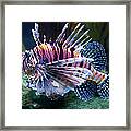 Lionfish Framed Print