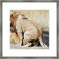 Lions Mating Framed Print