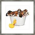 Litter Of Puppies In A Bathtub Framed Print
