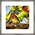 Little Cock Robin In The Apple Tree Framed Print