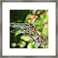 Little Dragonfly Framed Print