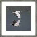 Little Egret In Flight Framed Print