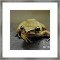 Little Frog Framed Print