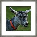 Little Goat Framed Print