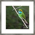 Little Green Bee-eater  Merops Orientalis Framed Print