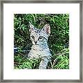 Little Kitten Framed Print