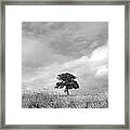 Little Lone Oak Tree Framed Print