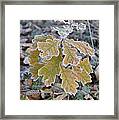 Little Oak Framed Print