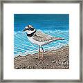 Little Plover Framed Print