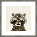 Little Raccoon Framed Print