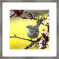 Little Sparrow Framed Print