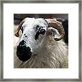 Livestock Auction Framed Print