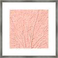 Living Coral Color Of The Year 2019 Framed Print