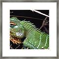Lizard Portrait Sinharaja Biosphere Framed Print