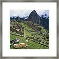 Llama At Machu Picchus Ancient Ruins Framed Print