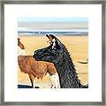 Llama Closeup Framed Print