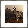 Llama Dawn Framed Print