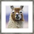 Llama In Bolivia Framed Print