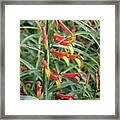 Lobelia Laxiflora Var Angustifolia Framed Print