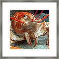 Lobster Framed Print