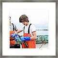 Lobsterman Watches As Apprentice Bands Framed Print