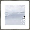 Lodgepole Pine In Snowy Landscape Framed Print