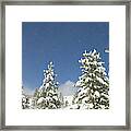 Lodgepole Pines In The Wind Framed Print
