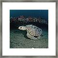 Loggerhead Sea Turtle Greys Reef Nms Framed Print