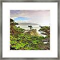 Lone Cypress By Michael Ontiveros Framed Print
