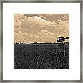 Lone Cypress Ii Framed Print