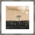 Lone Cypress Iii Framed Print