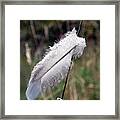 Lone Feather Framed Print