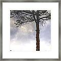 Lone Tree 11351 Framed Print