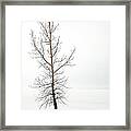 Lone Tree On The Ottawa River Shoreline Framed Print