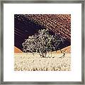 Lone Tree With Dune Background Framed Print