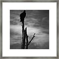 Lone Vulture Framed Print