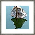Lonely Lotus Framed Print