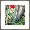 Lonely Tulip Framed Print