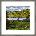 Lonesome Cow Framed Print