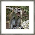 Long-tailed Macaque Male Yawning Borneo Framed Print