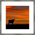 Longhorn Sunset Framed Print