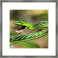 Longnose Whipsnake Agumbe Rainforest Framed Print